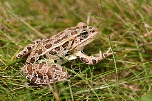 Northern Leopard Frog