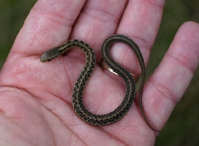 Eastern Garter Snake