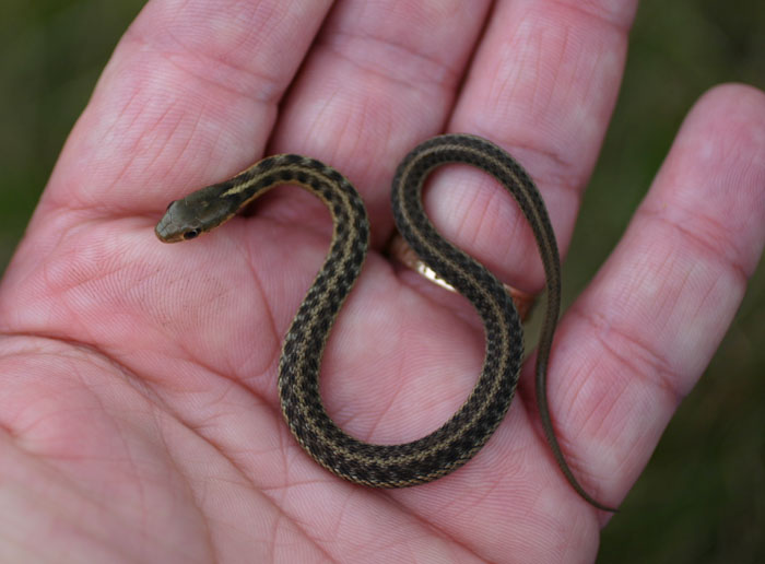 Eastern Garter Snake
