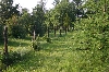 Upland Conifers