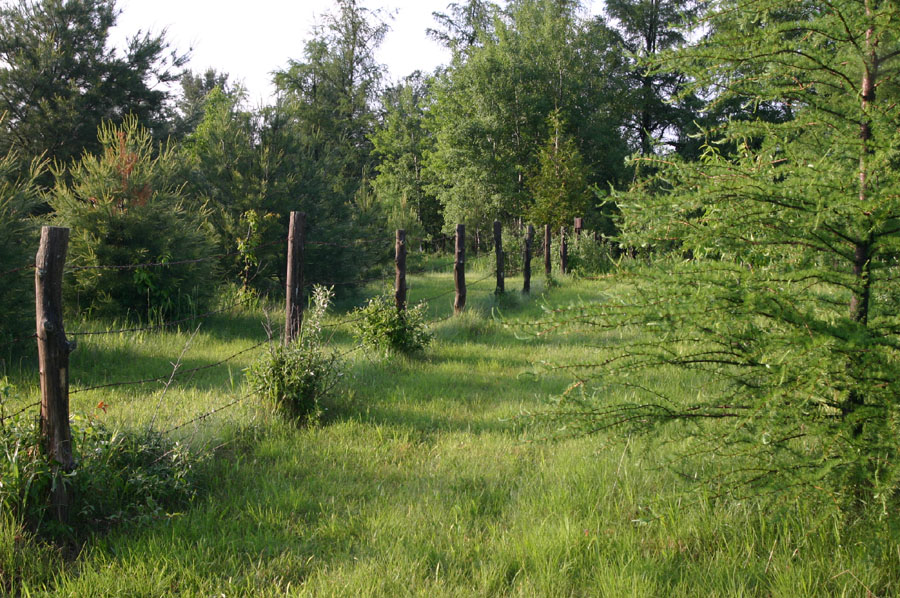 Upland Conifers