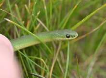 Smooth Green Snake