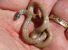 Southwestern Black-headed Snake
