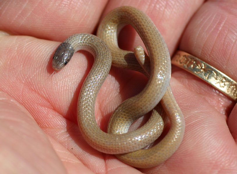 Southwestern Black-headed Snake