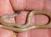Southwestern Black-headed Snake