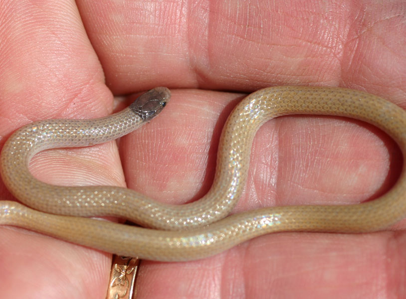Southwestern Black-headed Snake