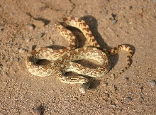 Sonoran Gopher Snake