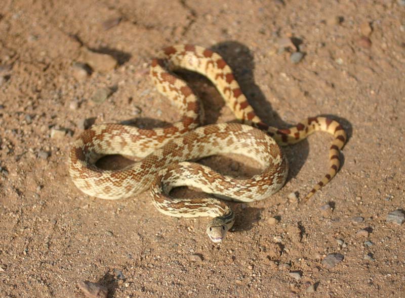 Sonoran Gopher Snake