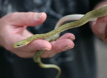 Western Green Ratsnake
