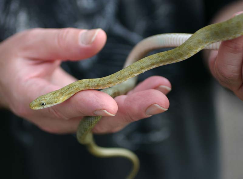 Western Green Ratsnake