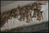 Bats