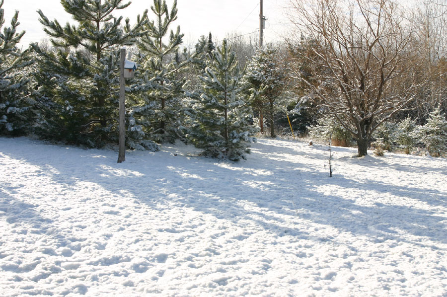 Winter Scene