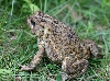 American Toad