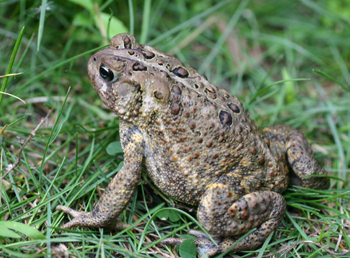 American Toad