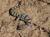 Banded Gecko