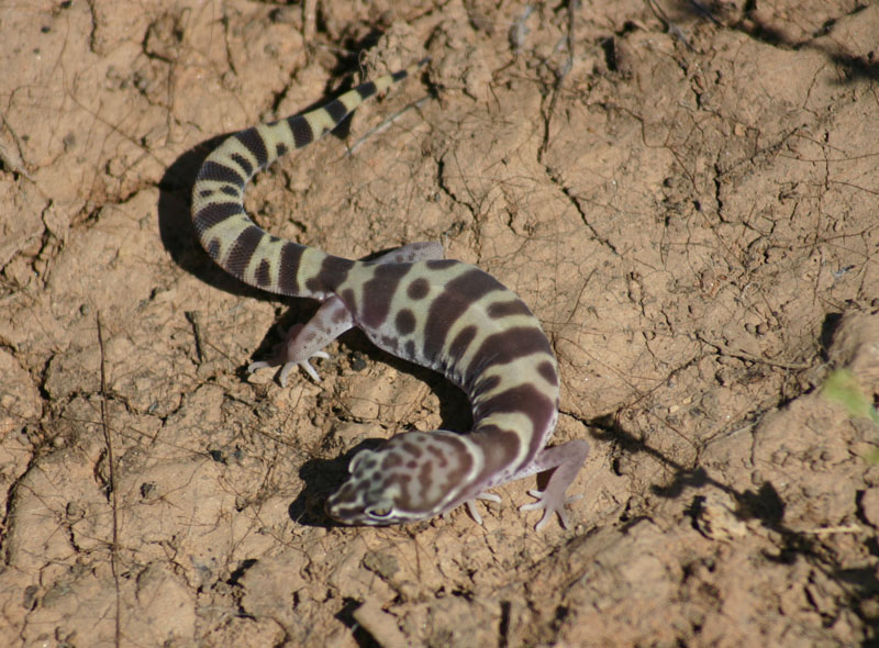 Banded Gecko