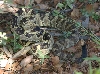 Northern Blacktail Rattler