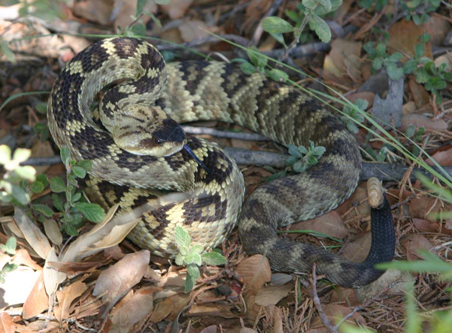 Northern Blacktail Rattler