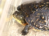 Blanding's Turtle