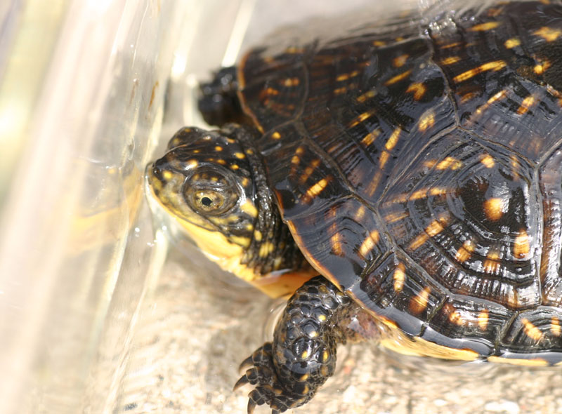 Blanding's Turtle