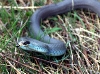 Blue Racer