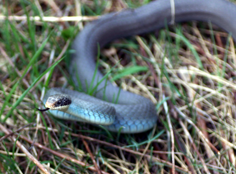 Blue Racer