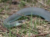 Blue Racer