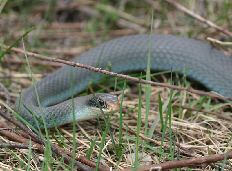 Blue Racer