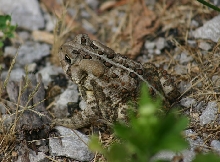 American Toad
