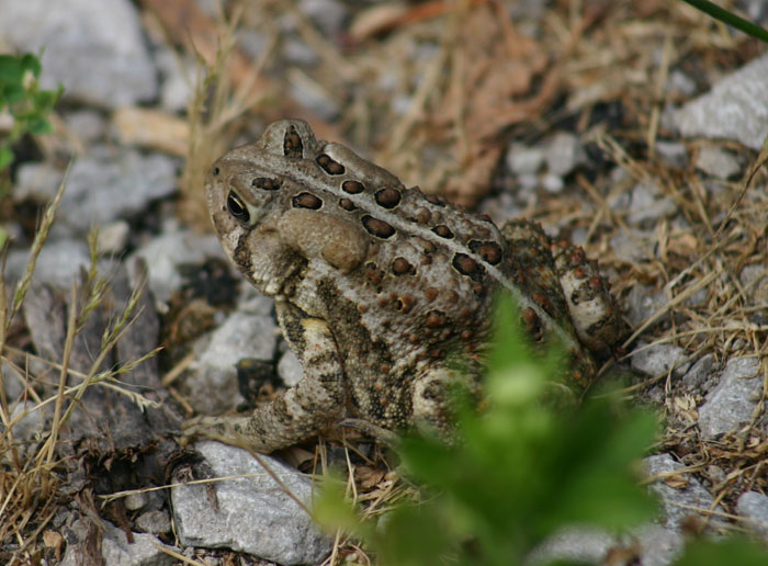 American Toad
