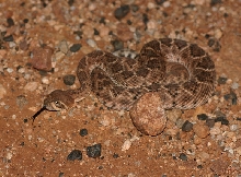 Western Diamondback Rattlesnake