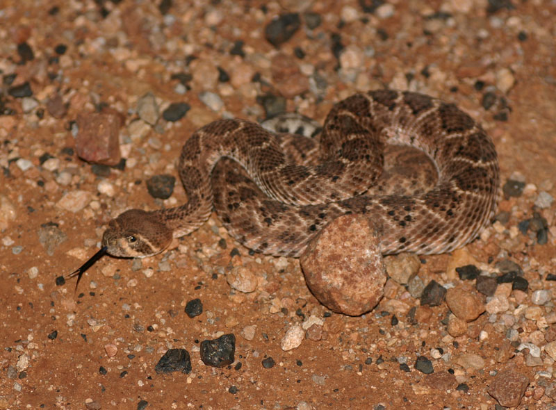 Western Diamondback Rattlesnake