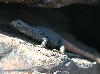Chuckwalla