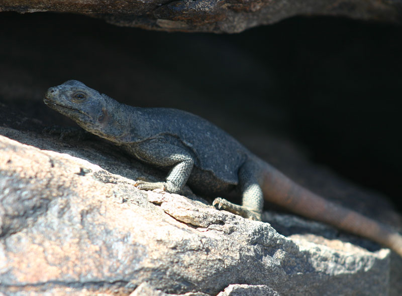 Chuckwalla