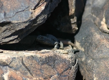 Chuckwalla