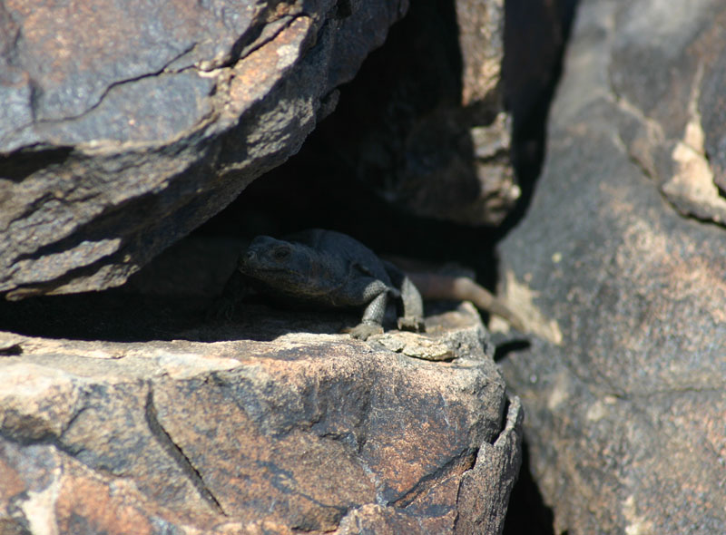 Chuckwalla