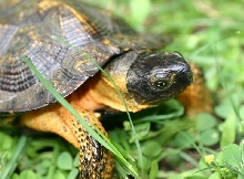 Wood Turtle