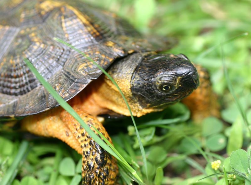 Wood Turtle