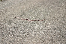 Western Coachwhip