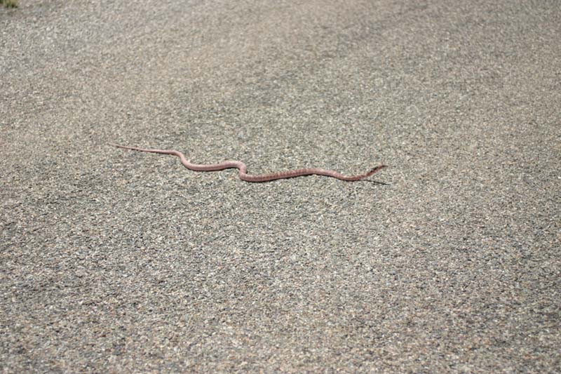 Western Coachwhip