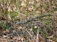 Blue Racer