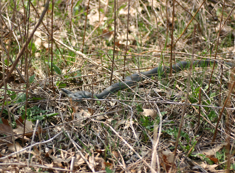 Blue Racer
