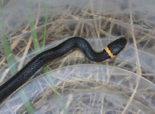 Northern Ringneck Snake