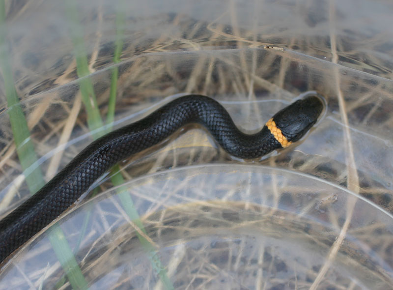 Northern Ringneck Snake