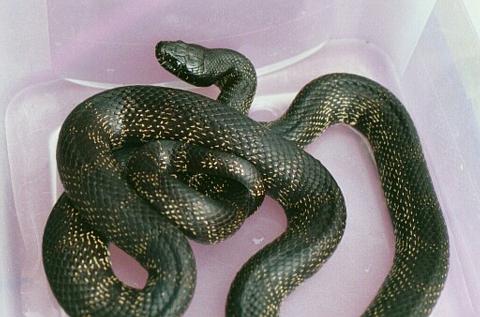 Desert Kingsnake Intergrade