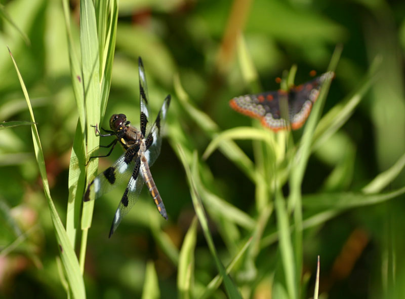 Dragonfly