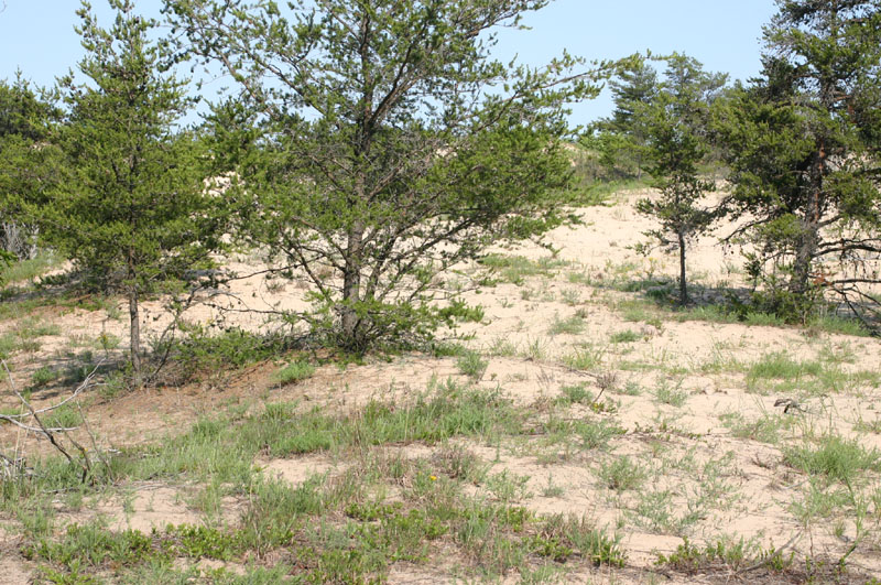 Sleeping Bear Dunes