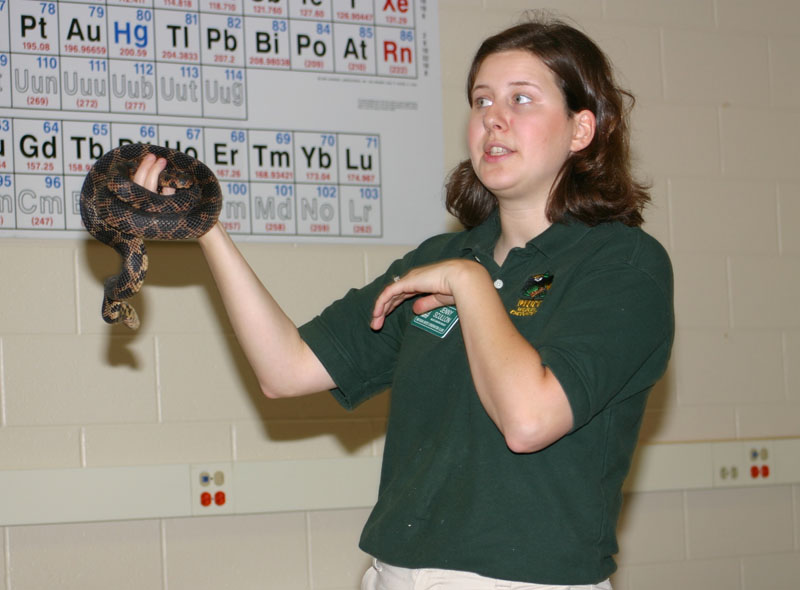 Eastern Fox Snake