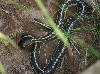 Eastern Garter Snake