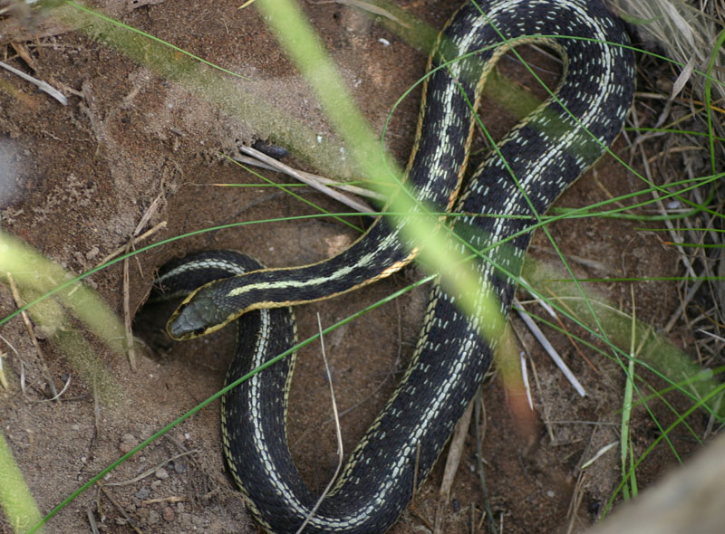 Eastern Garter Snake